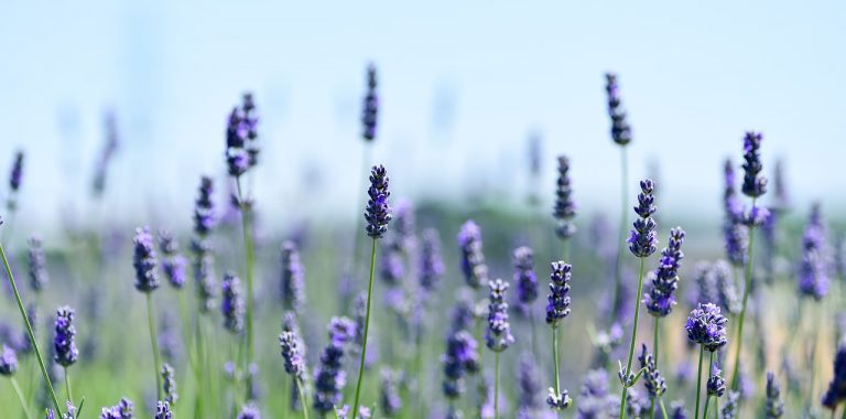 FBA lavender french landscape